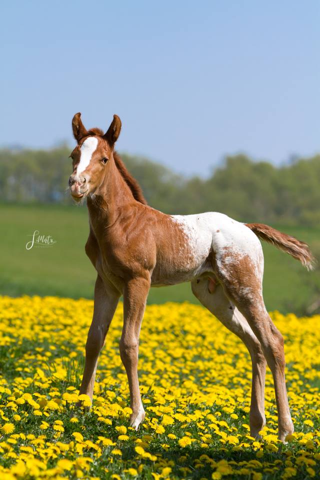 Colt Foal Photo by Steffi Mertz Photography